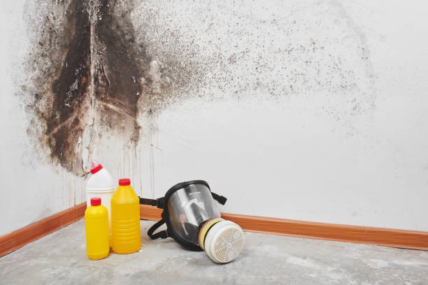 Best Mold Testing  in Jefferson, OR