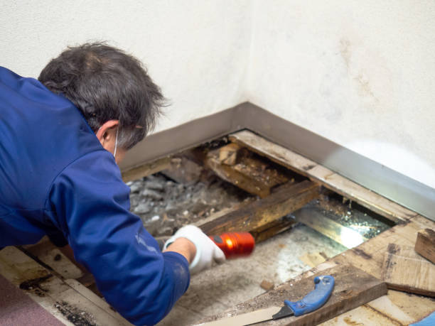 Best Affordable Mold Removal  in Jefferson, OR