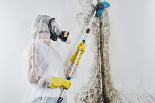 Office Mold Removal Services in Jefferson, OR