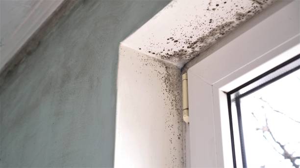 Trusted Jefferson, OR Mold Removal Experts