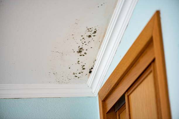 Best Mold Removal Company Near Me  in Jefferson, OR