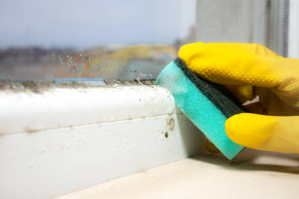 Best Home Mold Removal  in Jefferson, OR