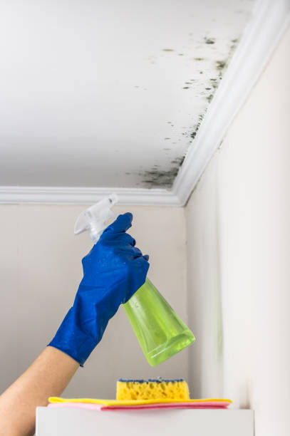 Best Mold Cleaning Services  in Jefferson, OR