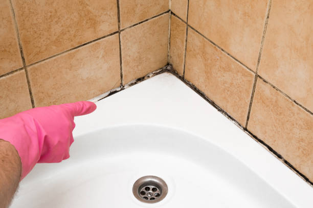 Best Mold Damage Repair  in Jefferson, OR