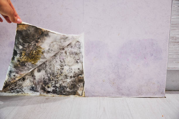 Best Mold Remediation  in Jefferson, OR